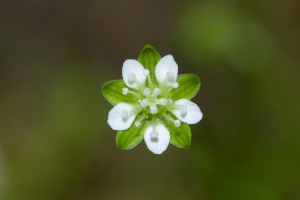 Sagina saginoides (L.) Karsten