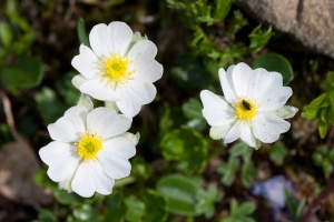 Ranunculus alpestris L.