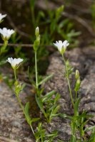 ???, Cerastium arvense L.