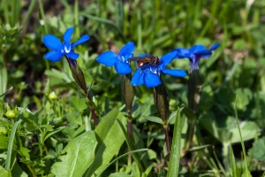 Gentiana verna L.