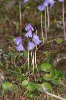 Soldanella alpina L.