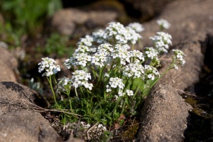 Pritzelago alpina (Sprengel) Greuter & Burdet