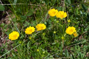 Potentilla aurea L.