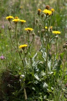 Crepis conyzifolia (Gouan) Kerner