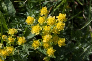 Bupleurum ranunculoides L.