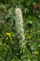 Campanula thyrsoides L.