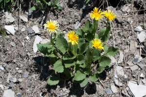 Doronicum grandiflorum Lamarck