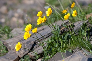 Ranunculus montanus aggr.