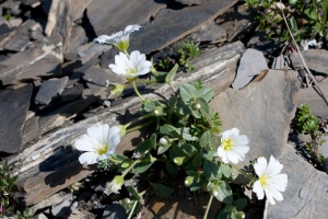 Cerastium latifolium L.