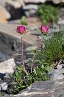 Ranunculus glacialis L.