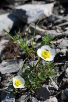 Ranunculus glacialis L.