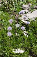 Globularia cordifolia L.