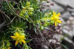 Saxifraga aizoides L.