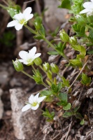 Arenaria ciliata aggr.