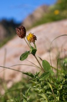 Trifolium badium Schreber