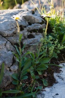 Leucanthemum adustum (Koch) Gremli