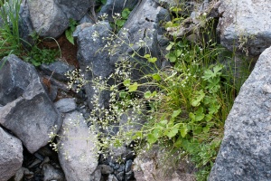 Saxifraga rotundifolia L.