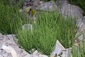 Equisetum arvense L.