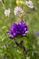 Campanula glomerata L.