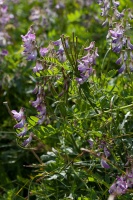 Vicia sylvatica L.