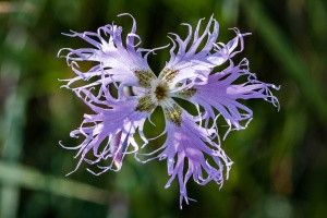 Dianthus superbus L.