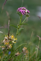 Achillea stricta Gremli