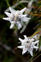 Leontopodium alpinum Cassini