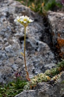 Saxifraga paniculata Miller