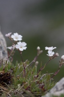 Gypsophila repens L.