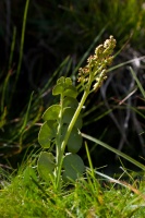 Botrychium lunaria (L.) Swarz