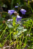 Campanula rhomboidalis L.