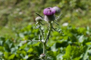 Cirsium eriophorum (L.) Scopoli