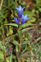 Gentiana asclepiadea L.