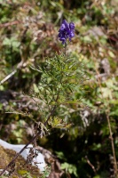 Aconitum variegatum L. s.l.