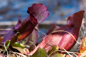 Sarracenia purpurea L.