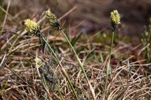 Eriophorum vaginatum L.