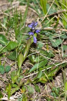 Polygala alpestris Reichenbach