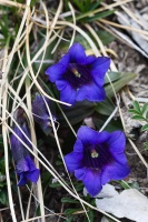 Gentiana clusii Perrier et Songeon