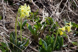 Primula elatior L.