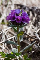 Pulmonaria mollis Hornemann