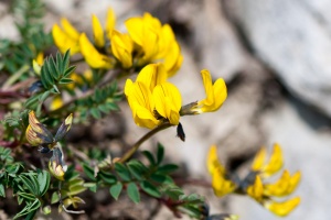 Hippocrepis comosa L.