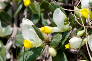 Polygala chamaebuxus L.