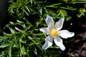 Pulsatilla alpina (L.) Delarbre