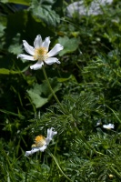 Pulsatilla alpina (L.) Delarbre