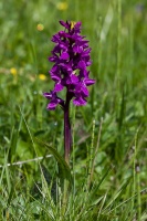 Dactylorhiza majalis (Rchb) Hunt. et Summerh.