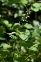 Circaea lutetiana L.