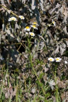 Matricaria recutita L.