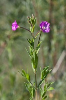 Epilobium hirsutum L.