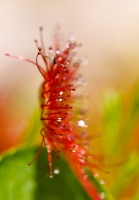 Drosera rotundifolia L.