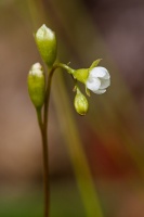 Drosera rotundifolia L.